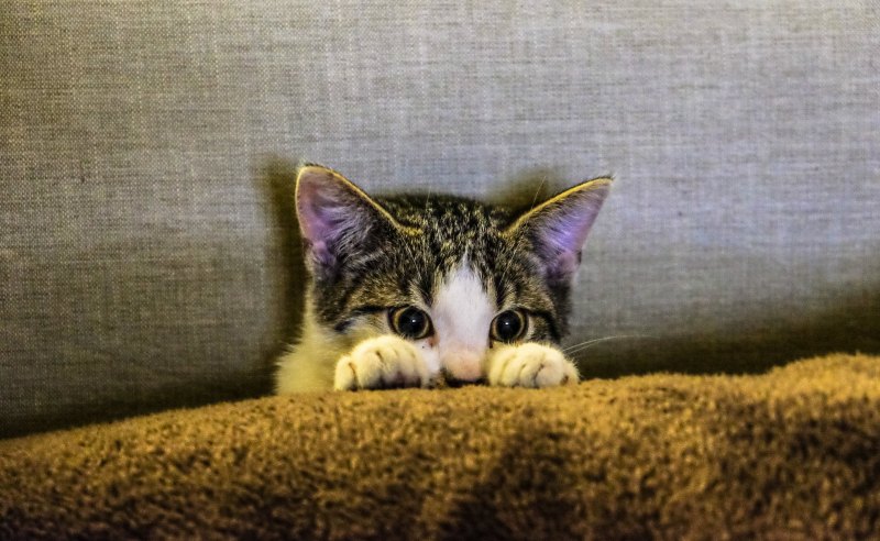 Котики гифки смешные