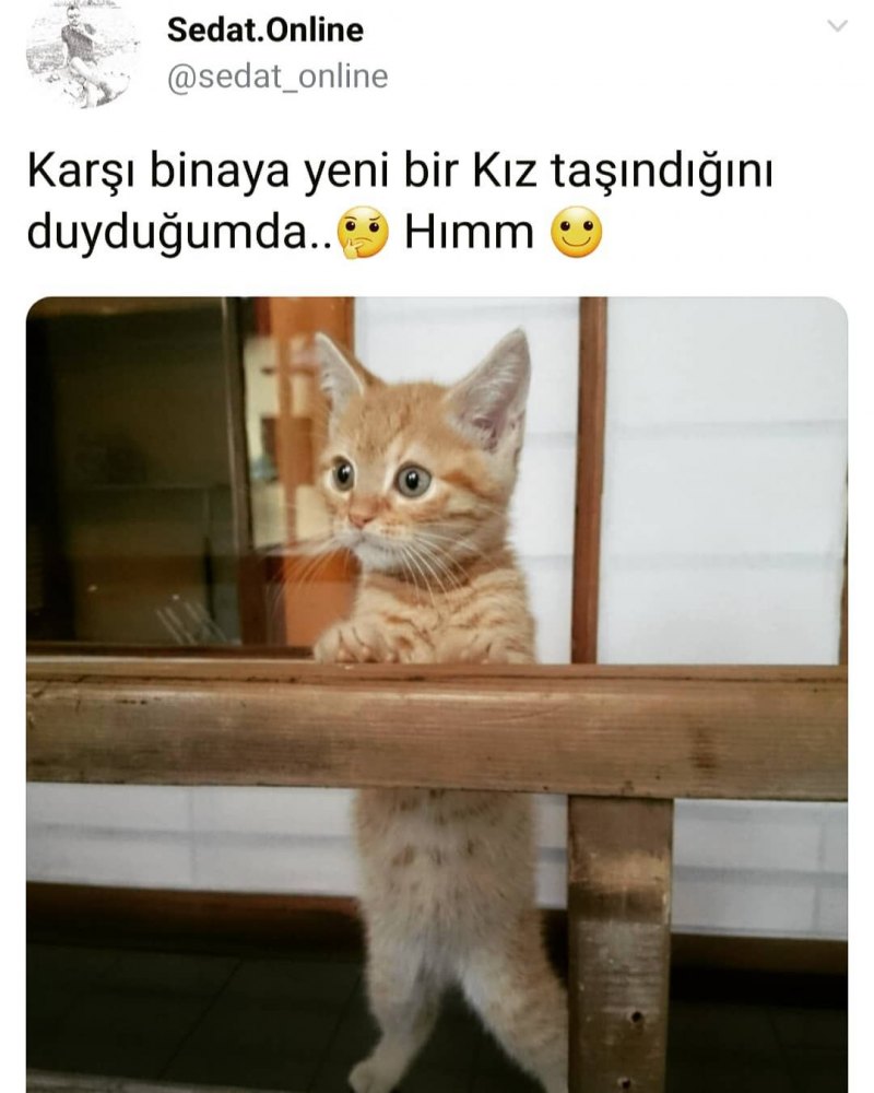 Маленький котенок выглядывает
