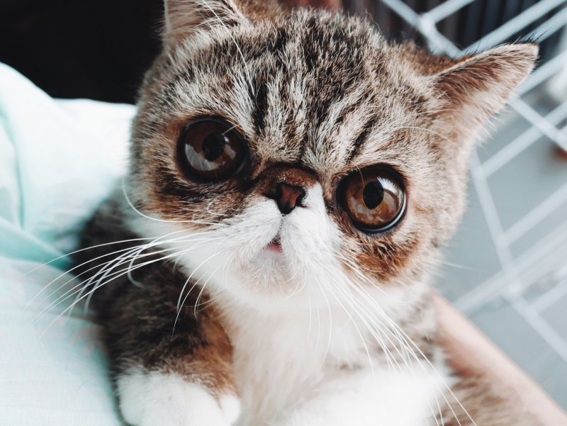 Котик милейший Тамбов