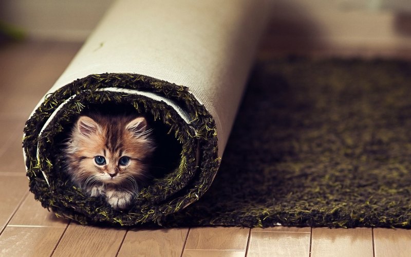 Яндекс дзен котята
