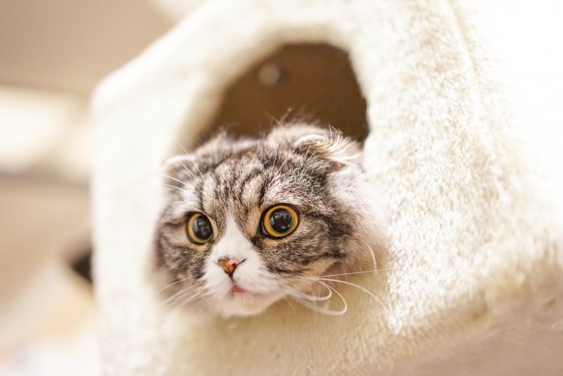 Милая кошка