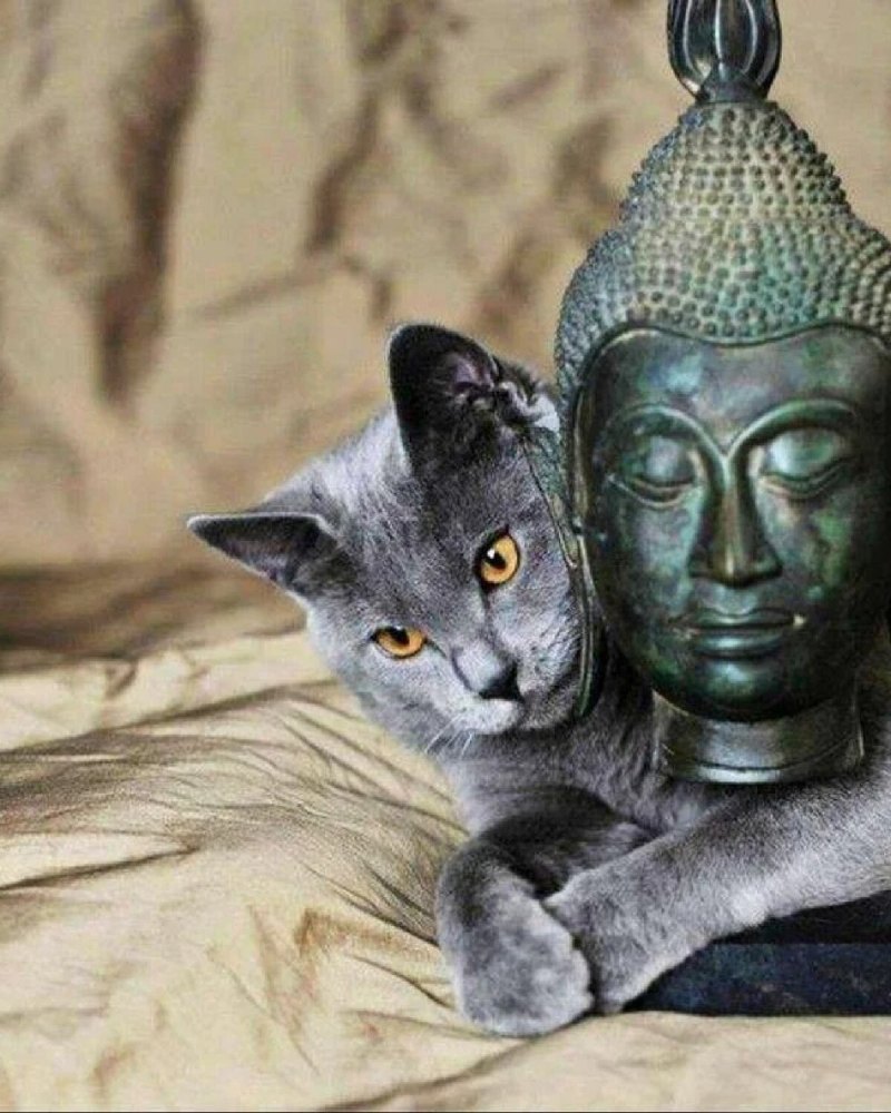 Кот дзен буддист