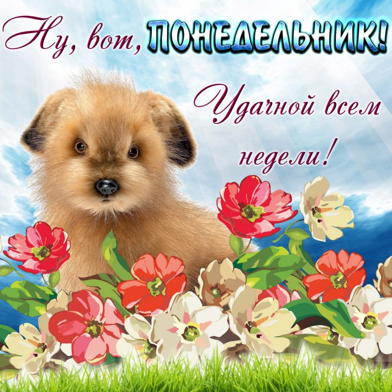 Добрые пожелания с собачками