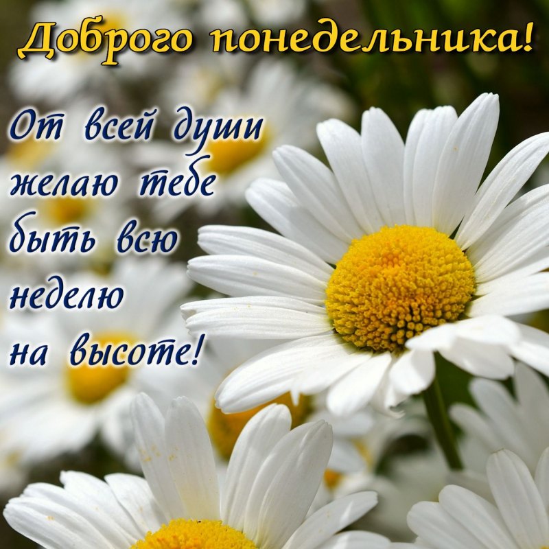 Красивое поздравление с понедельником