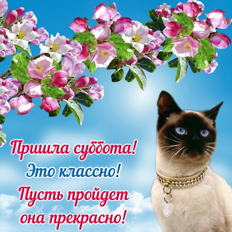 Открытки поздравления с субботой