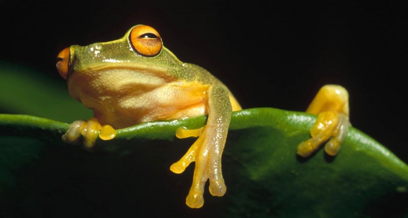 Жабки милые для рисования