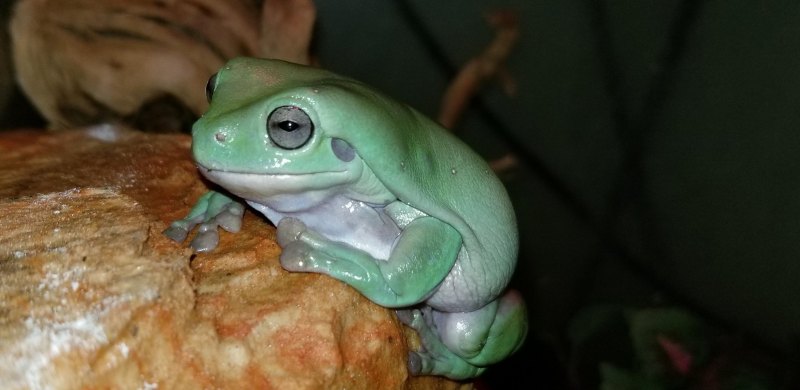 Милая жабка