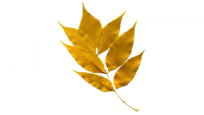 Золотые листья на прозрачном фоне