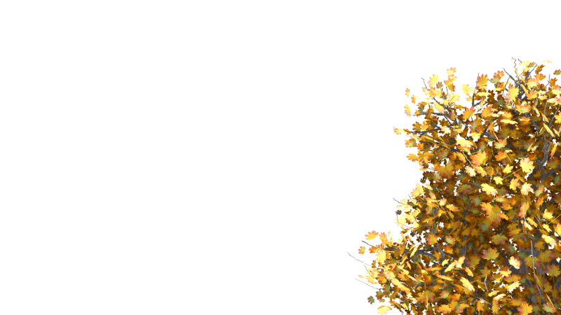 Листья золотые