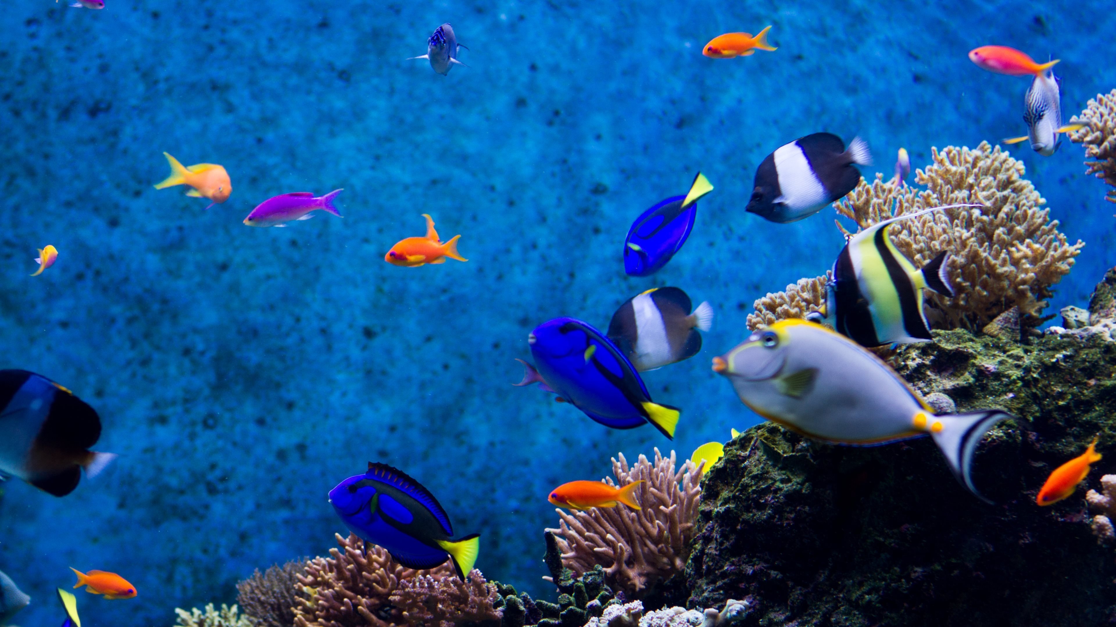 Живые плавающие обои. Тропические рыбки. Обои аквариум. Рыбки для аквариума. Рыбки в море.