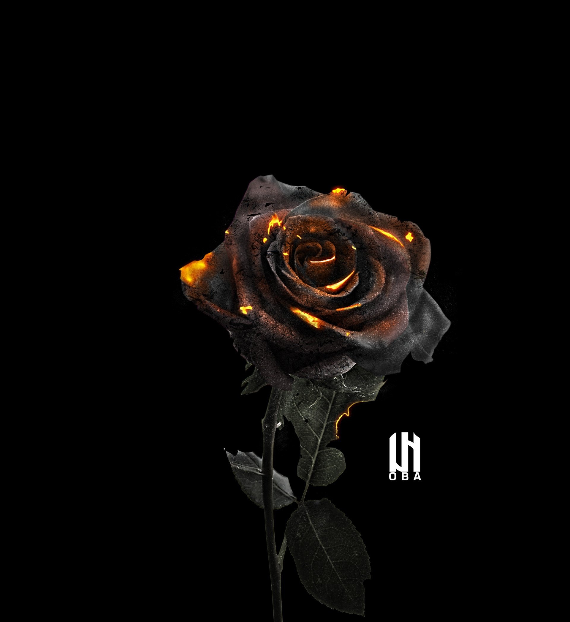 черная роза стим фото 37