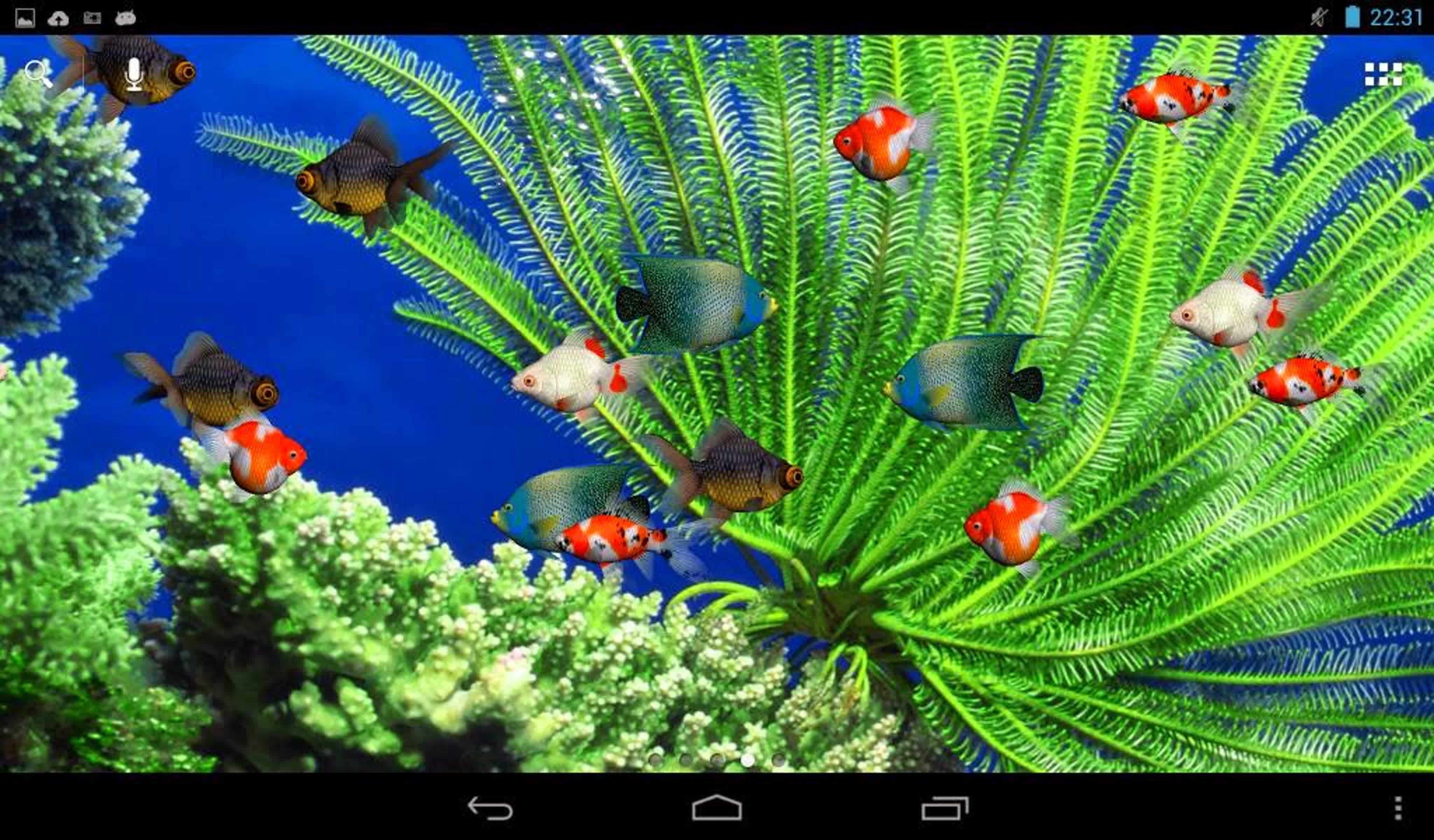 Установить обои экран андроида. Живые рыбки. Живые аквариумные рыбки. Живой аквариум на рабочий стол. Аквариумные рыбки на рабочий стол.
