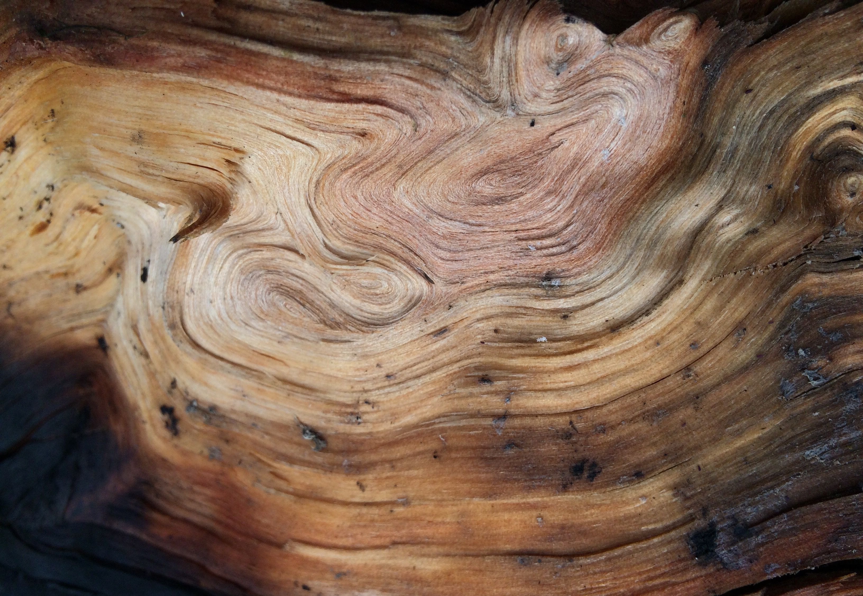 Граб дерево фото древесины