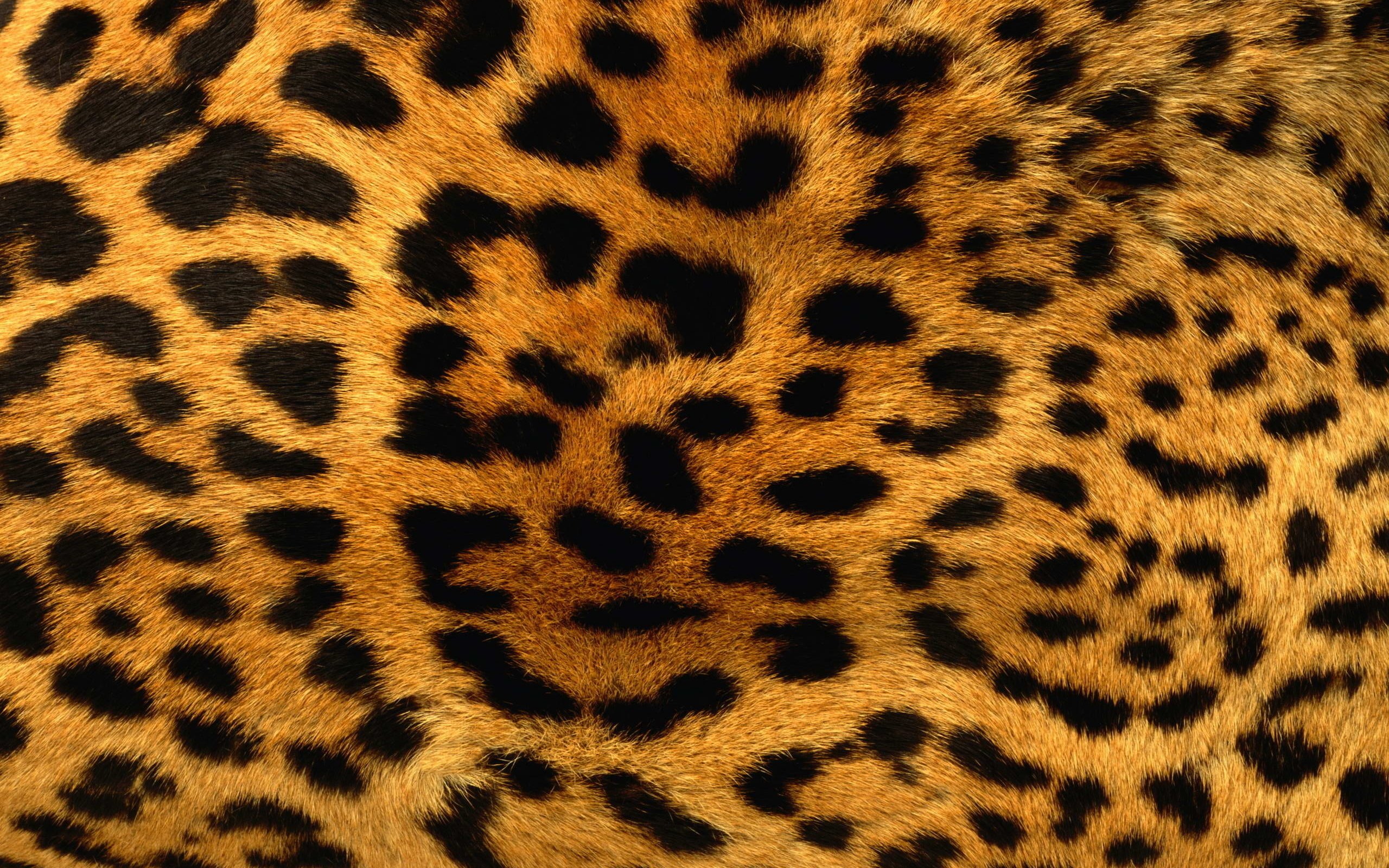 Барс леопард гепард.