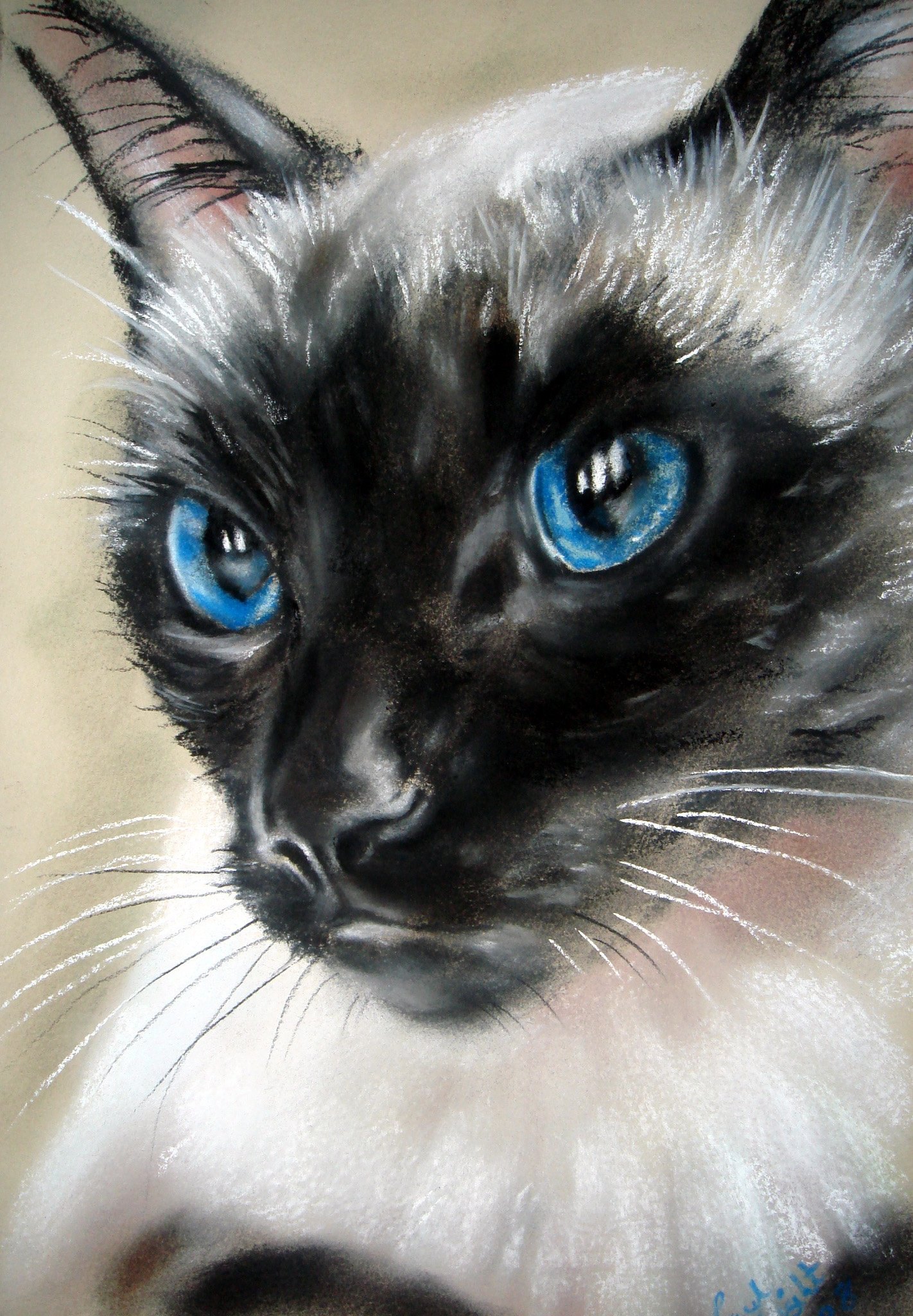 Сиамская кошка арт - фото и картинки abrakadabra.fun