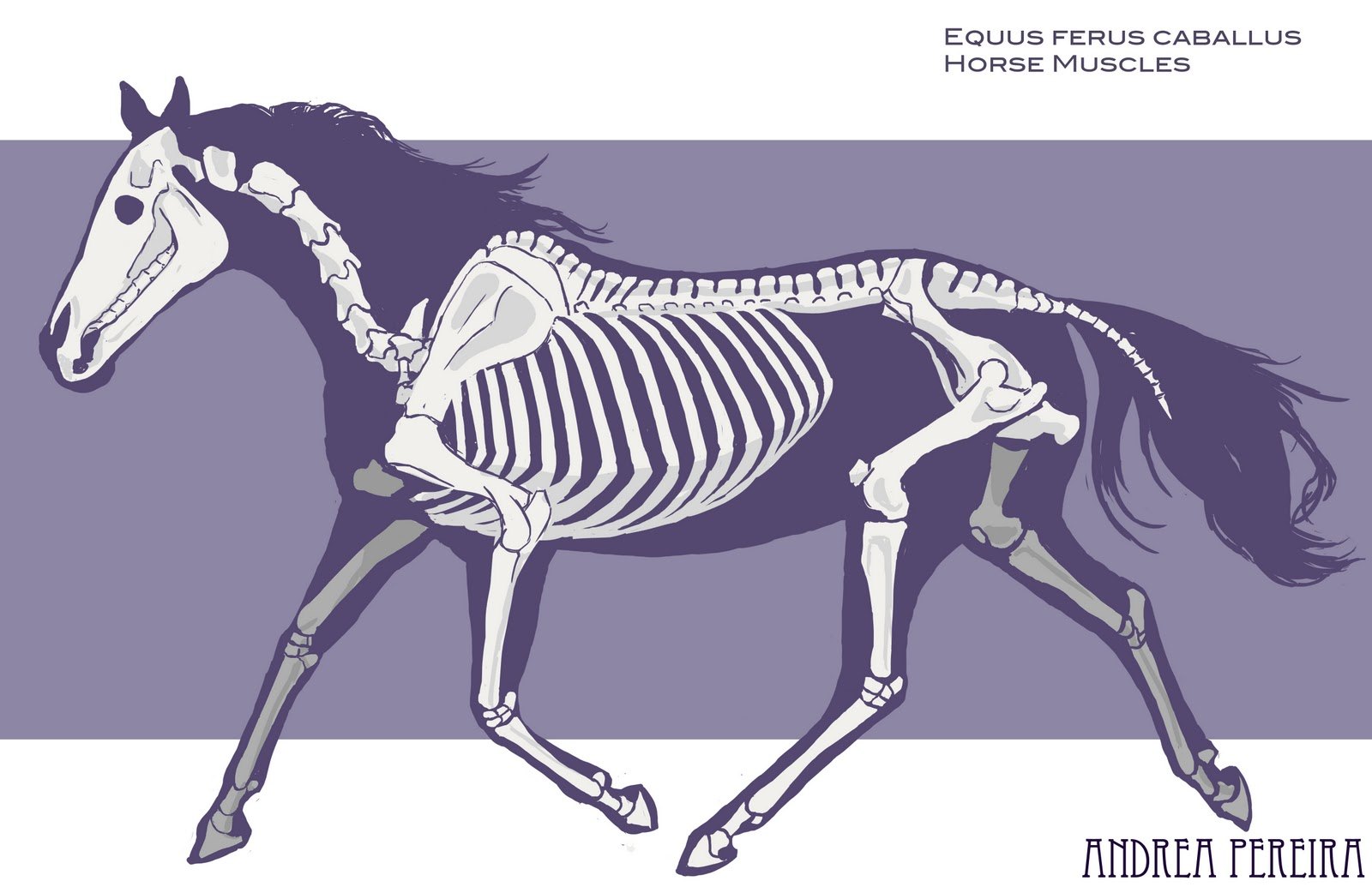 Референс лошади и ее скелет