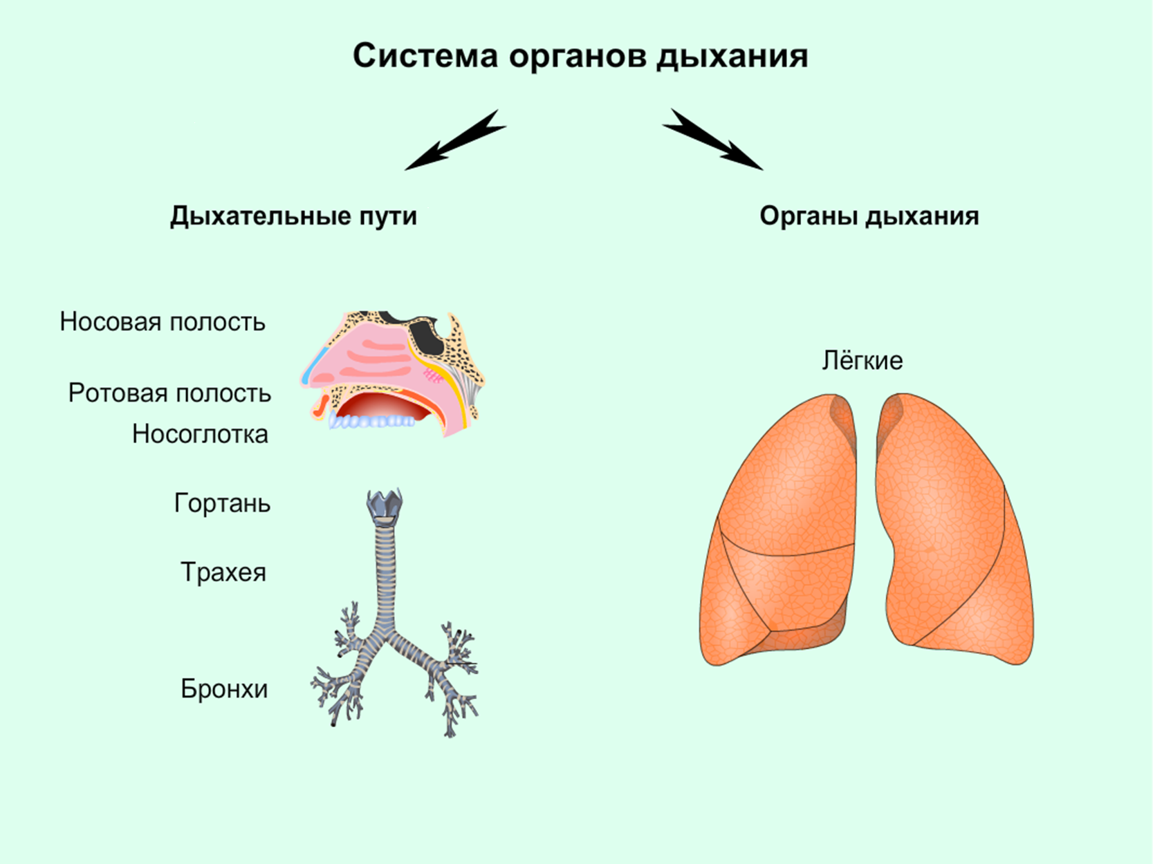 Носоглотка бронхи гортань носовая полость легкие трахея. Органы дыхательной системы. Схема по дыхательной системе. Дых система человека анатомия. Работа дыхательной системы схема.