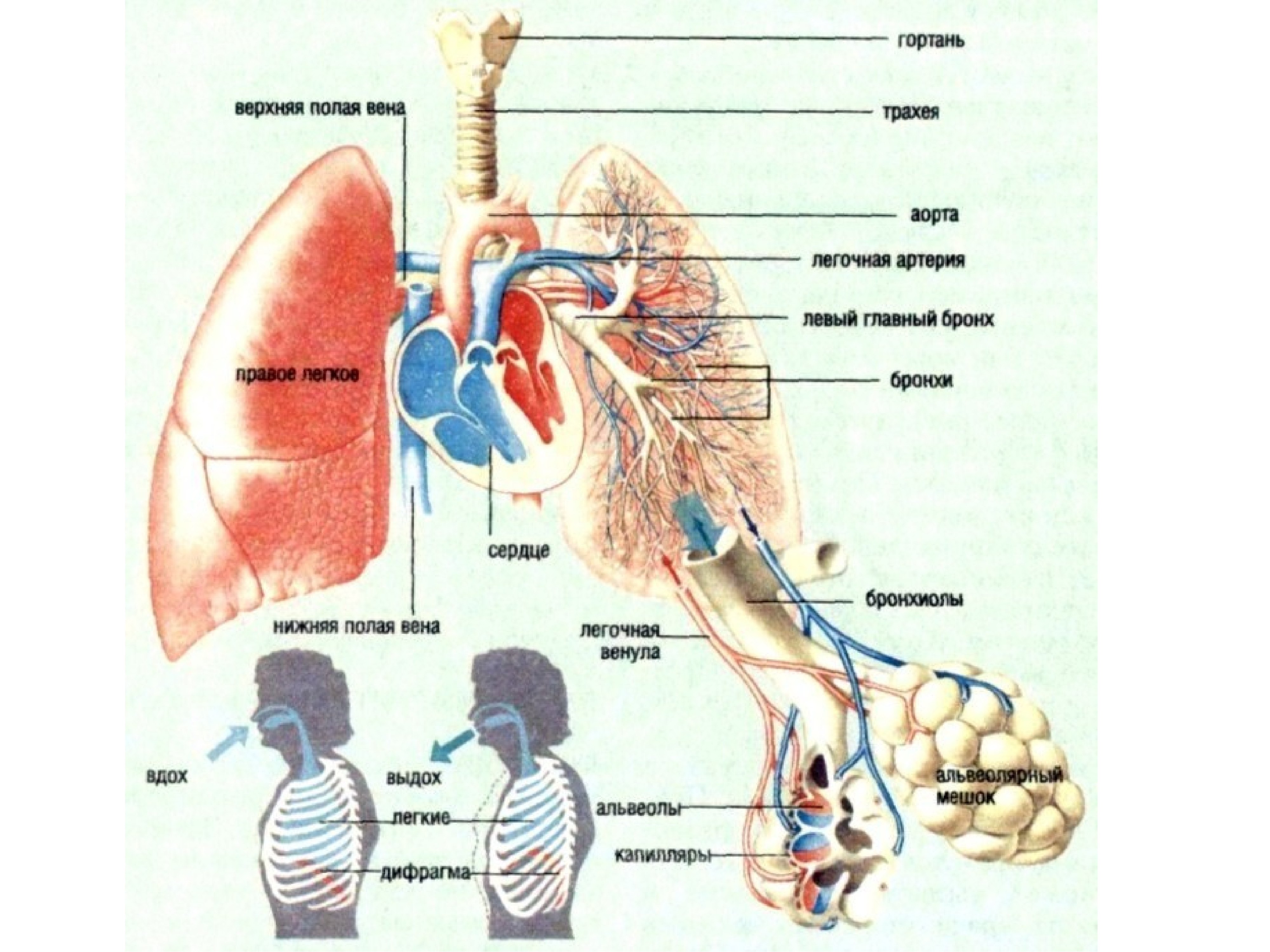 Путь воздуха в организм человека. Строение тела человека дыхательная система. Дых система человека анатомия. Строение органов дыхательной системы. Кластер дыхательная система человека.