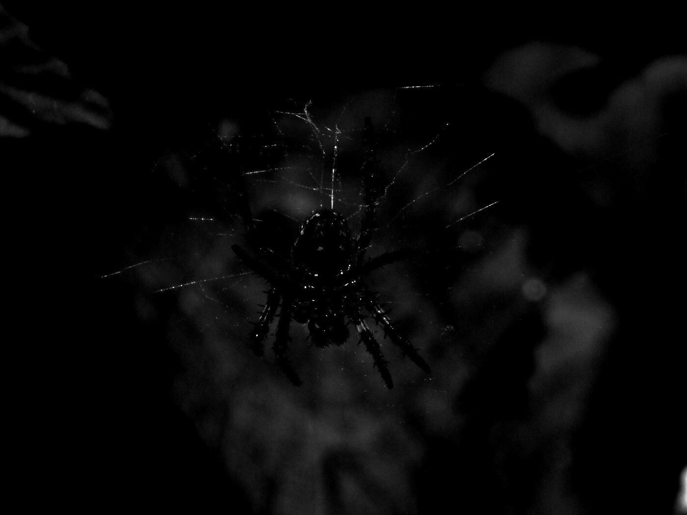 Паук на черном фоне. Черный паук на черном фоне. Паук красивый на черном фоне. Паутина черного цвета.