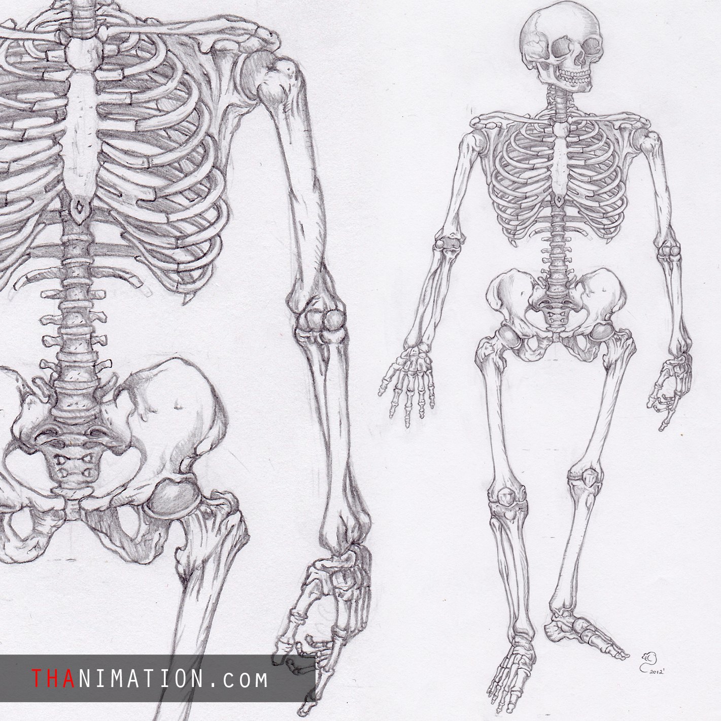 Три типа скелета. Скелет человека рисунок. Скелет человека зарисовка. Скелет человека рисунок поэтапно. Скелет человека рисунок для срисовки.