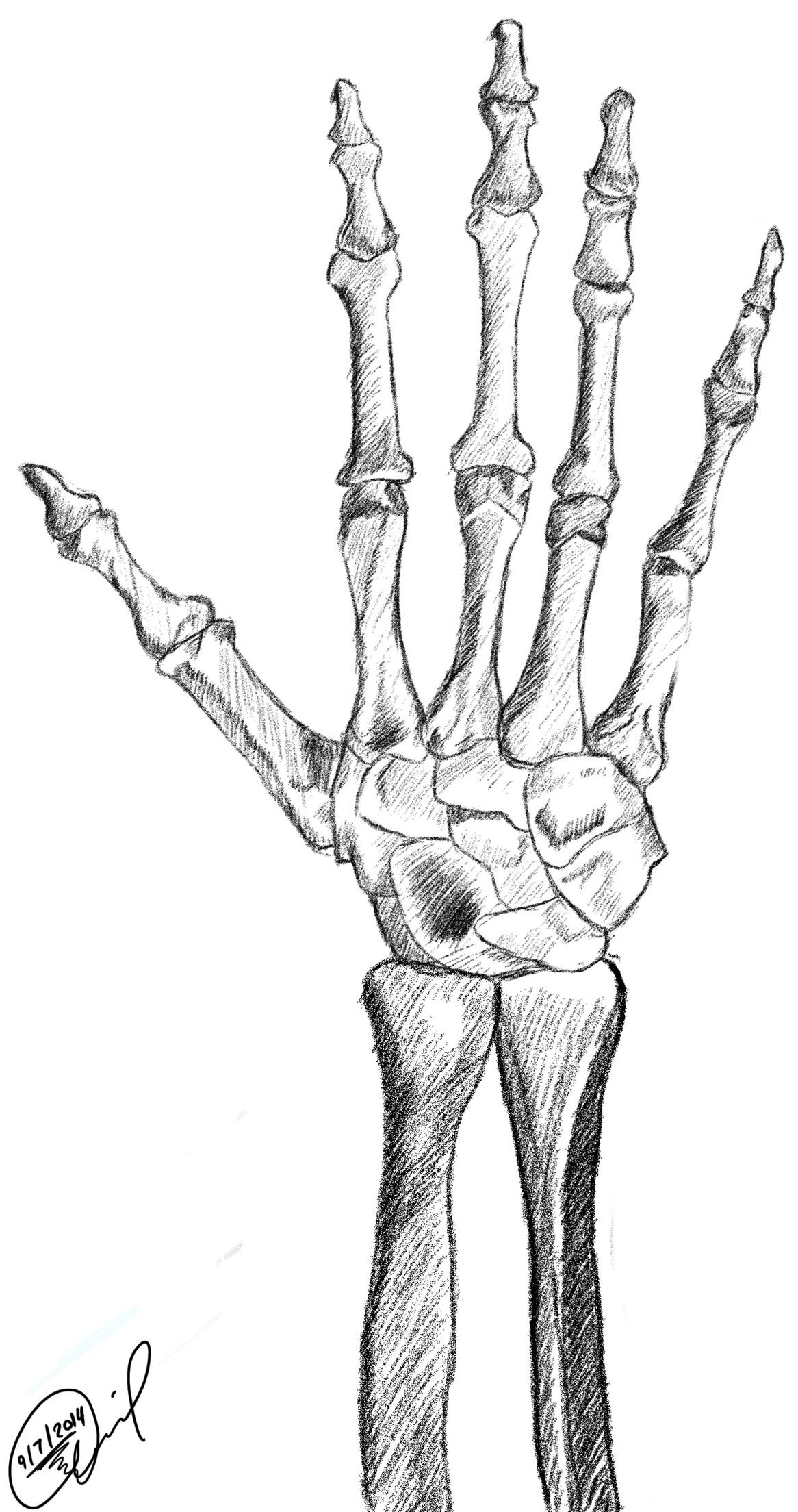 Кости руки человека рисунок на руке