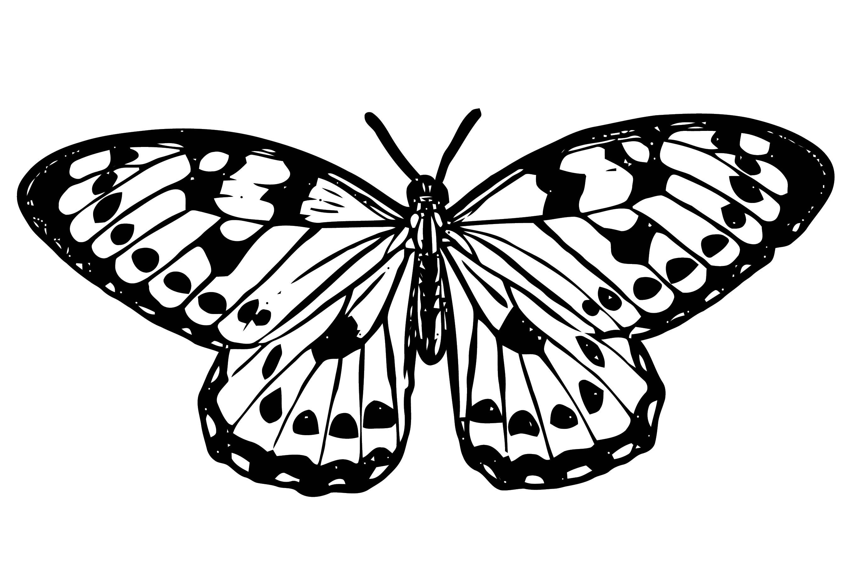 Распечатки бабочек черно. Бабочка чб. Бабочка рисунок. Бабочки чёрно белые. Черно белые бабы.