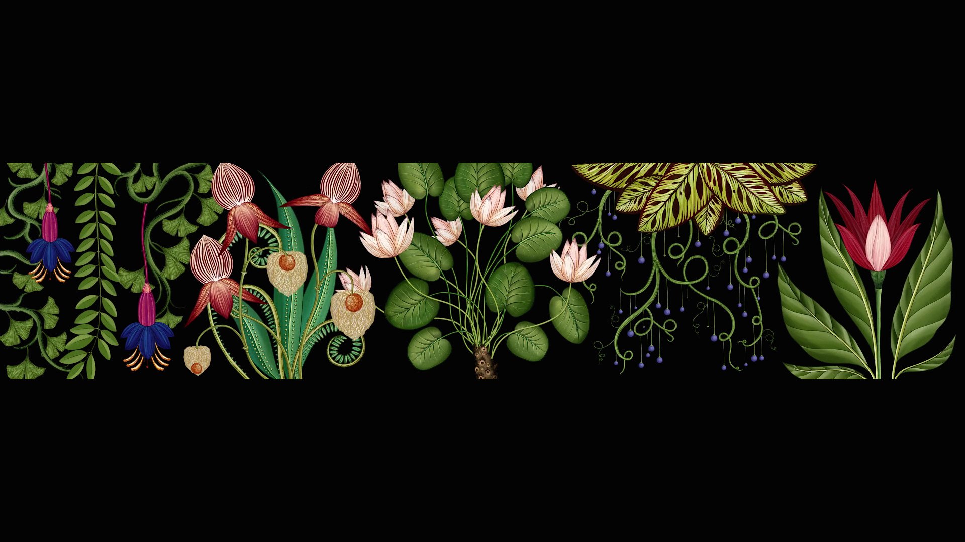 Цветы ботаника на темном фоне