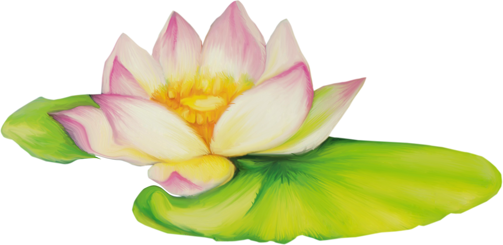 Цветок лотос на белом фоне