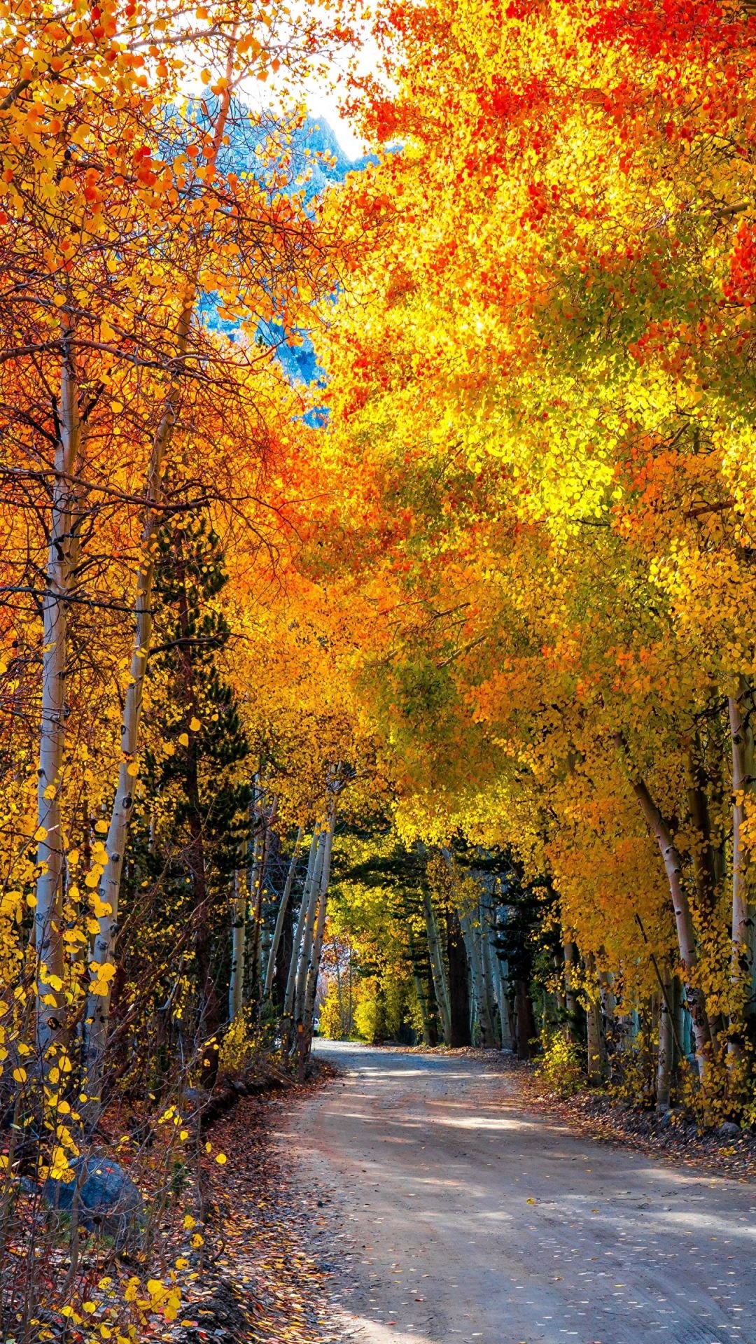 Осенние фотографии природы на заставку телефона