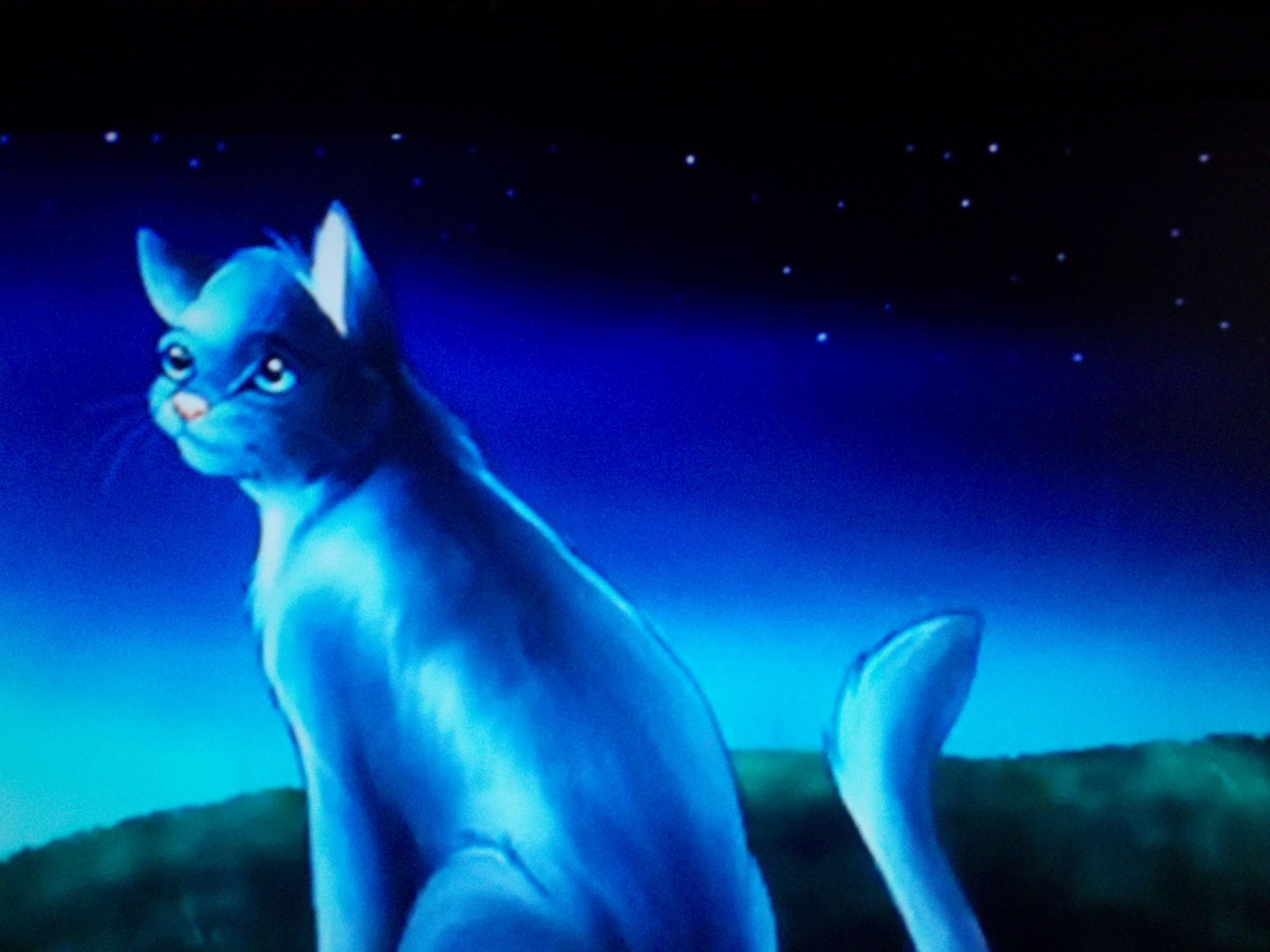 Синяя звезда из котов воителей. Коты Воители синяя звезда. Катываители синия звизда. Синяя звезда коты Воители арт. Коты Воители синяя звезда Эстетика.