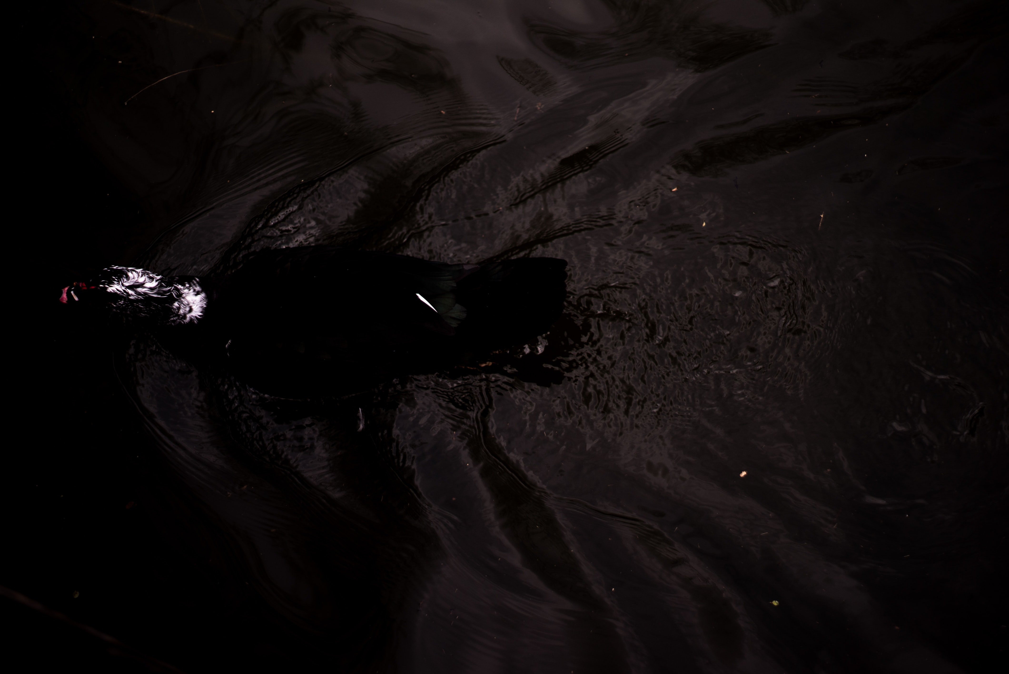 Черный камень черной воде. Черная вода. Черный водяной.