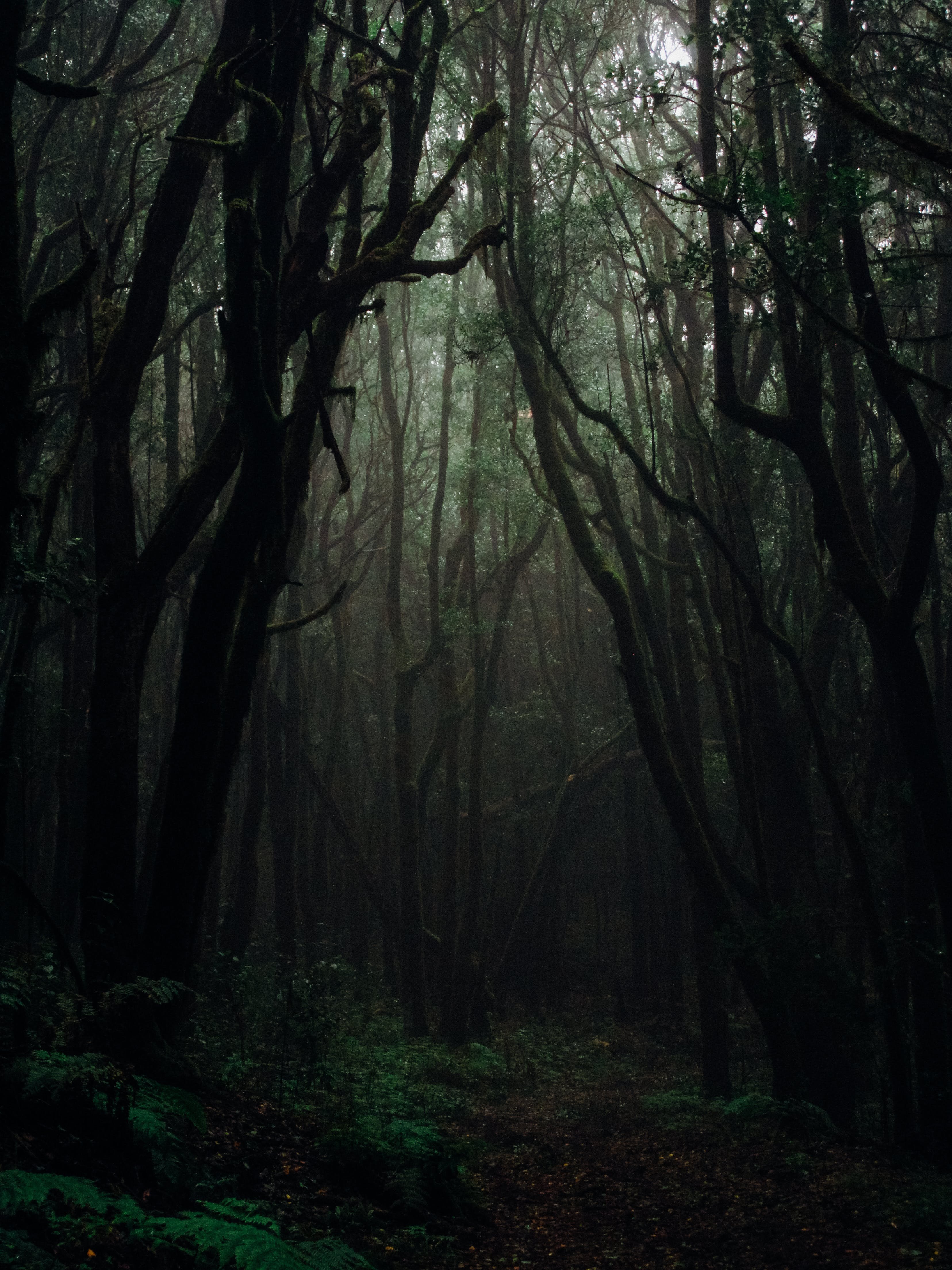 Темный страшный лес - фото и картинки abrakadabra.fun