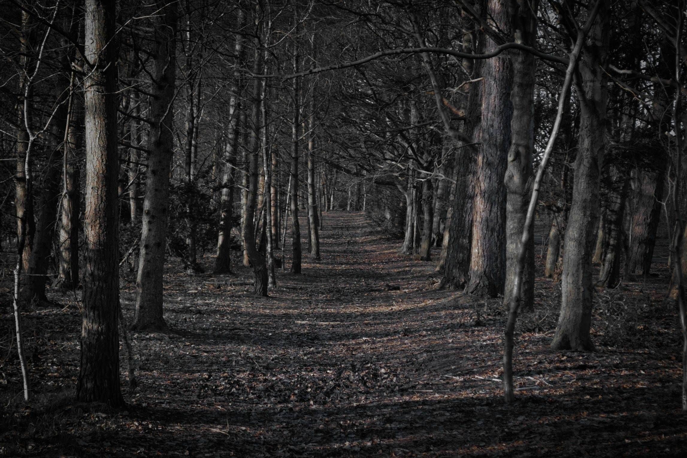 Темный страшный лес - фото и картинки abrakadabra.fun