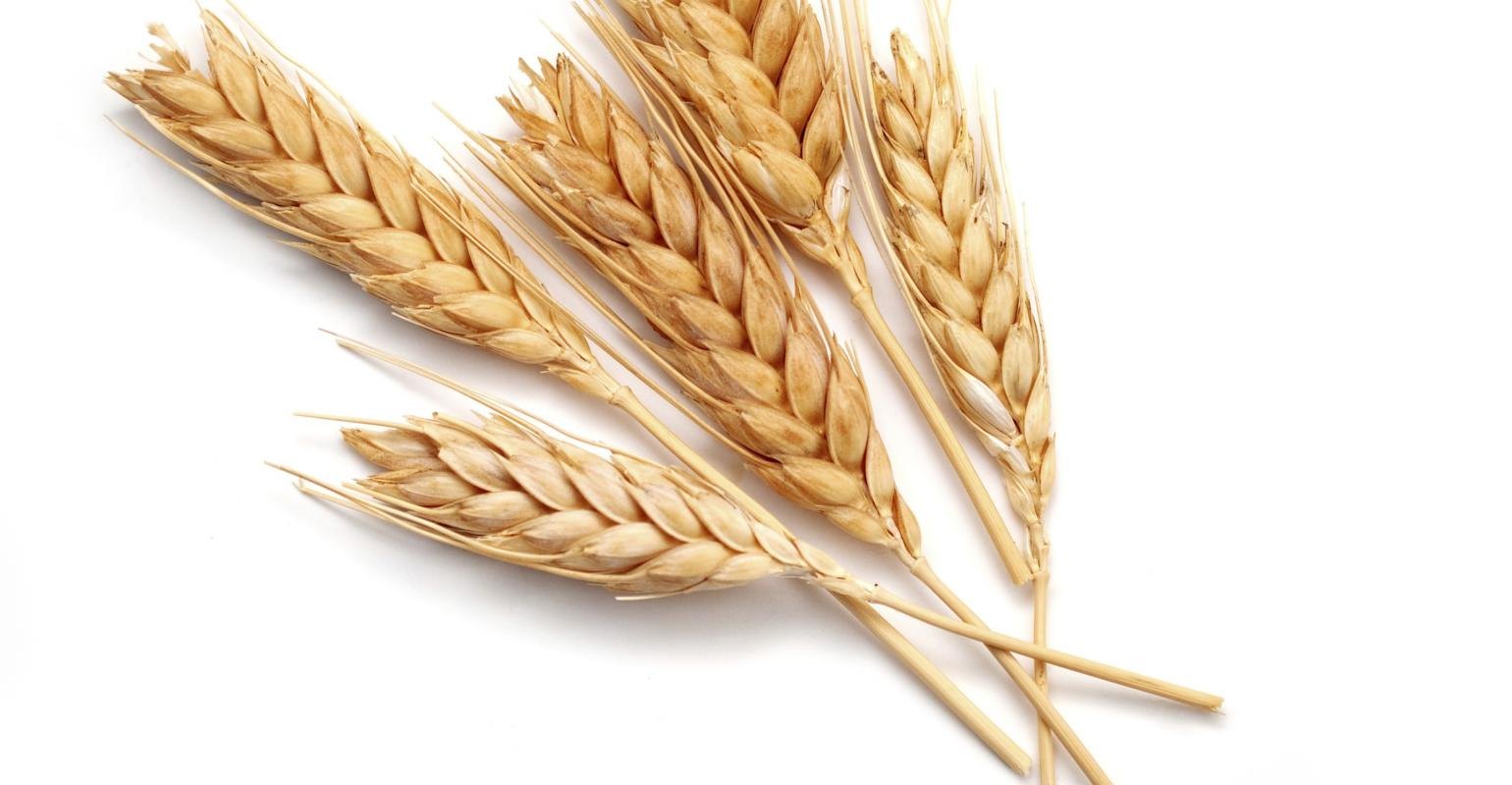 Колосок пшеницы. Пшеница на белом фоне. Колос пшеницы для детей. Колосок пшеницы на белом фоне.