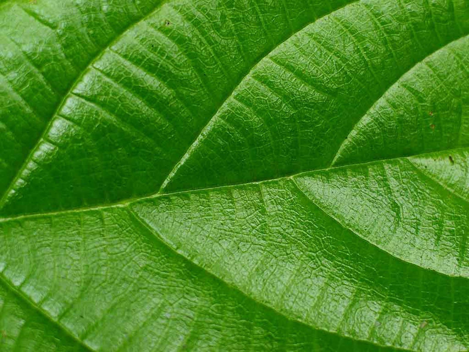 Leaf. Греен листья фон. Зеленый лист. Зеленые листочки. Салатовый лист.