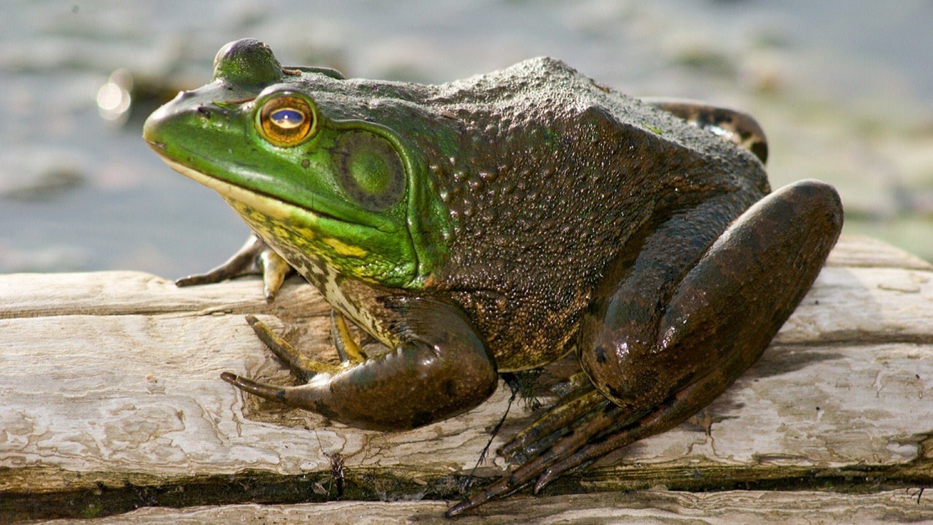 Какой вид лягушек едят. Хоккайдская лягушка. Жаба вид сверху. Красивые лягушки. Самая красивая жаба.