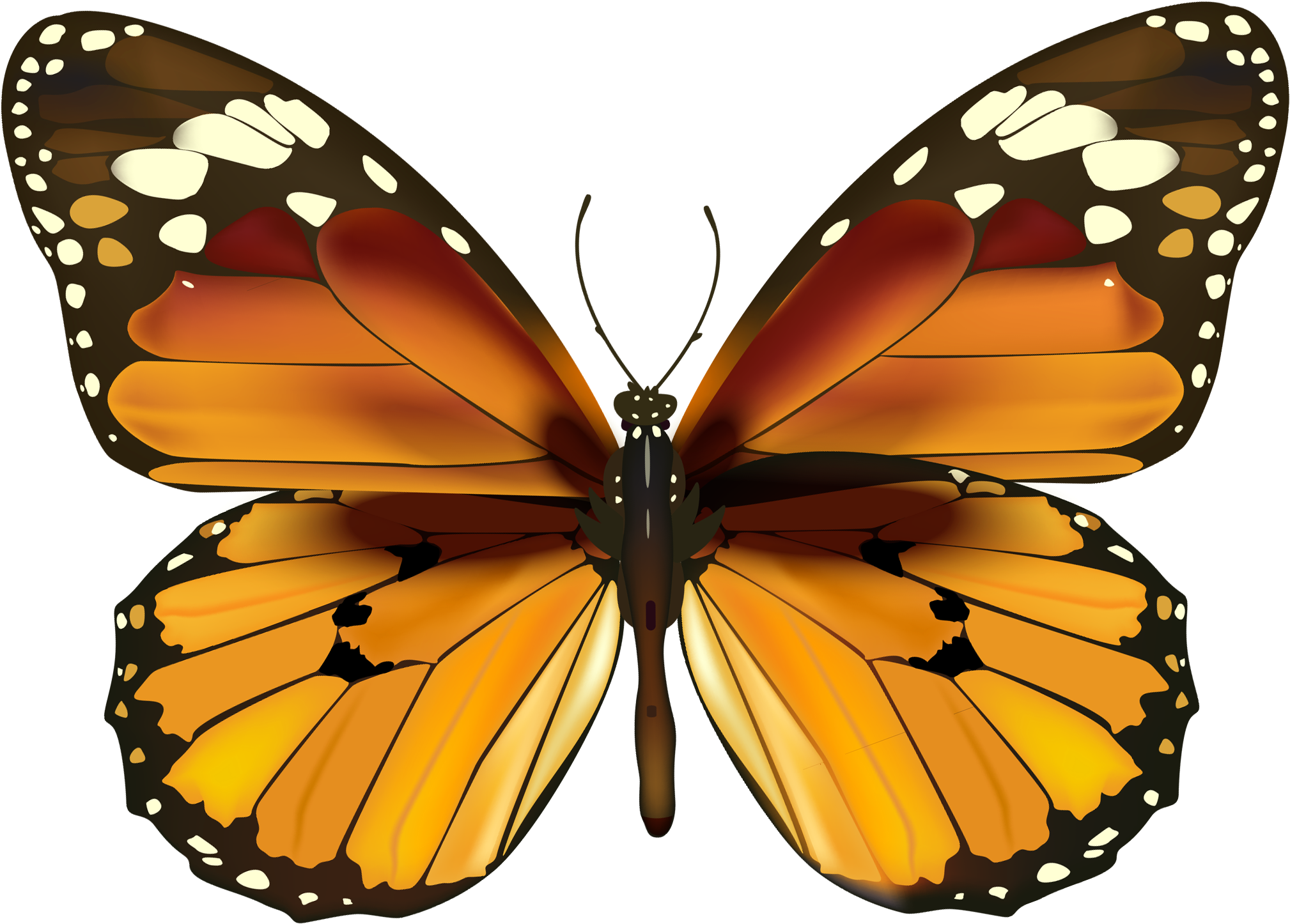 Прозрачном фоне формата png. Бабочка Монарх вектор. Экзотические бабочки на белом фоне. Бабачкина прозрачном фоне. Бабаочкинапрозрачномфоне.