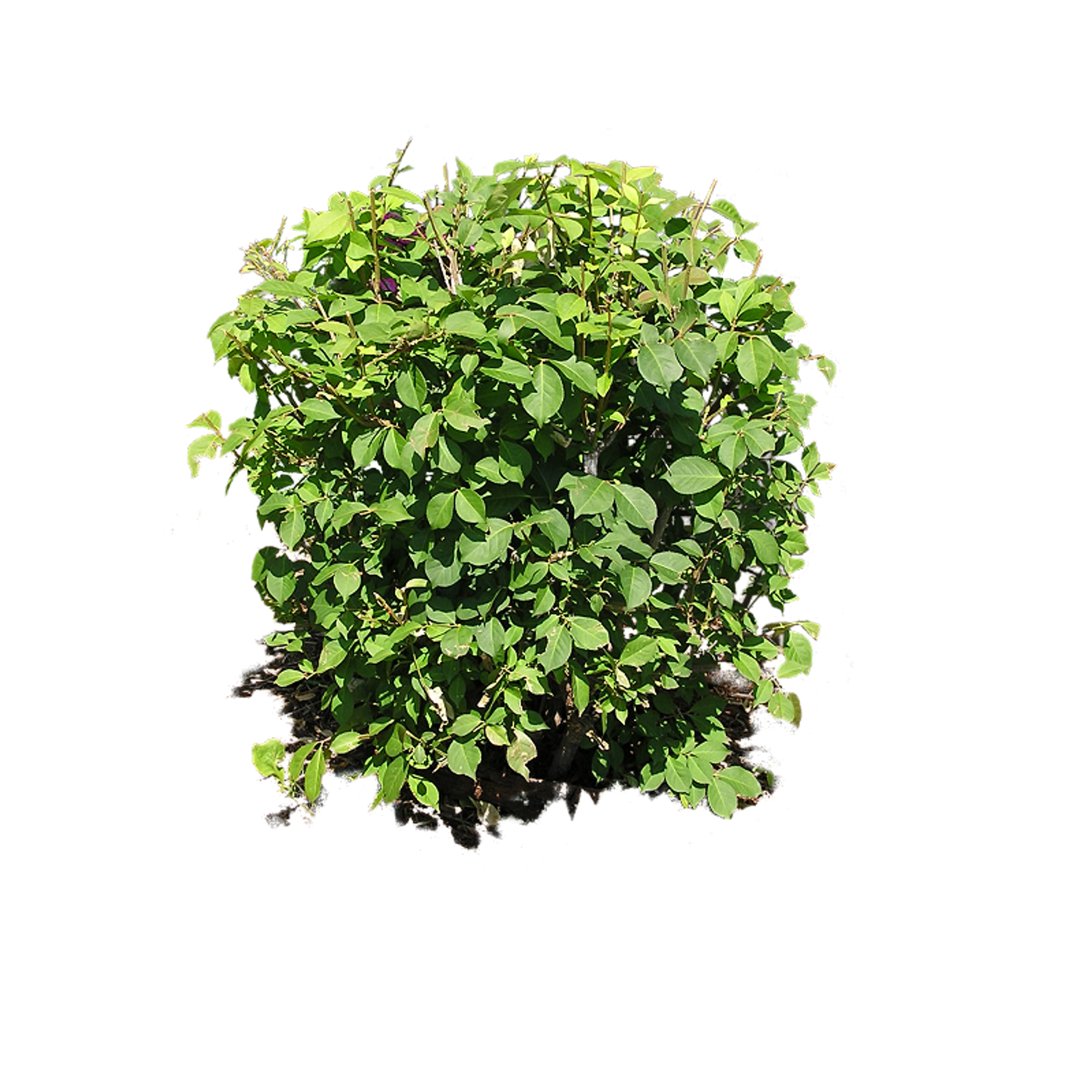 Кустик травы. Bush Ivy зелень. Bush Green растение. Пузыреплодник 3d. Bush куст.