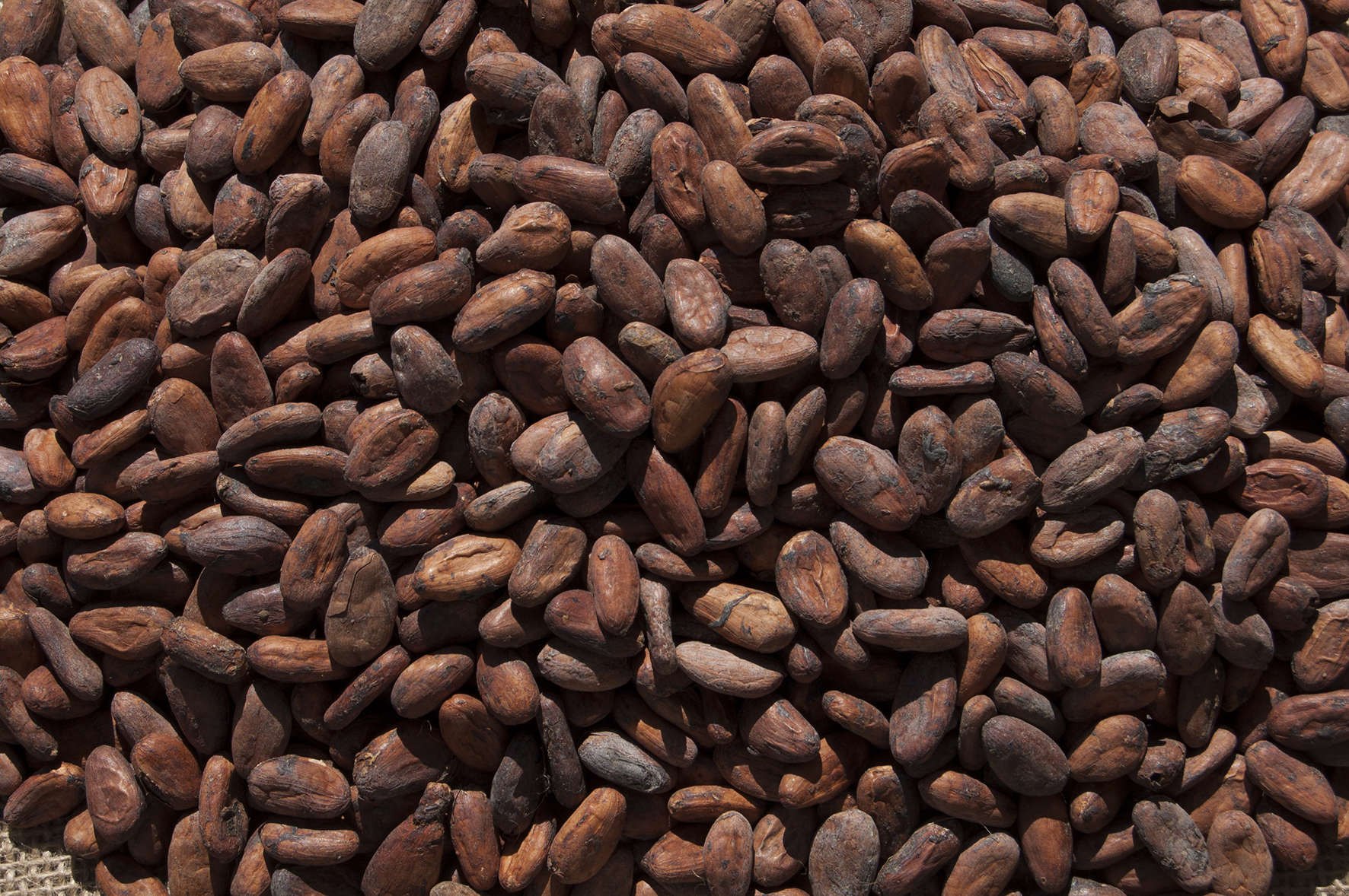Цены на какао бобы. Какао Бобы. Какао Бобы фон. Зерна какао. Какао шоколадные Бобы.