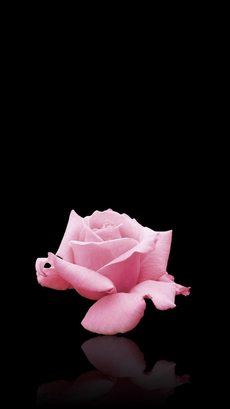 Фон черный с розовыми цветочками