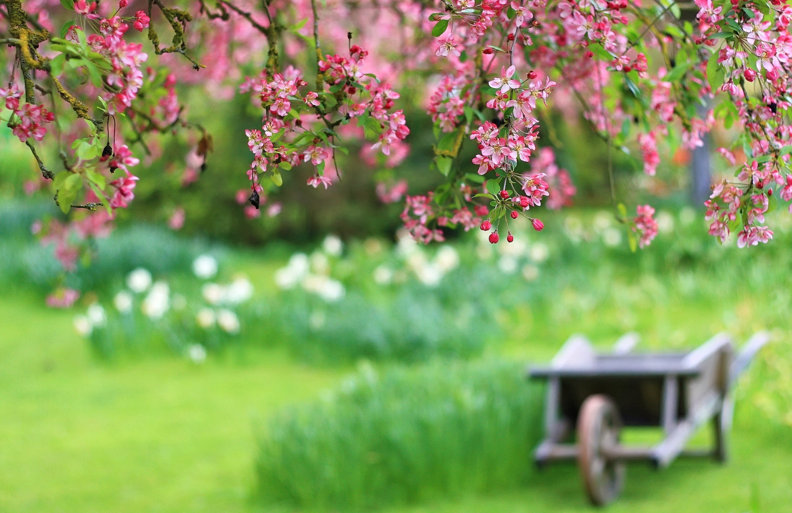 Темы в саду на май. Цветущие сады. Красивый весенний фон.