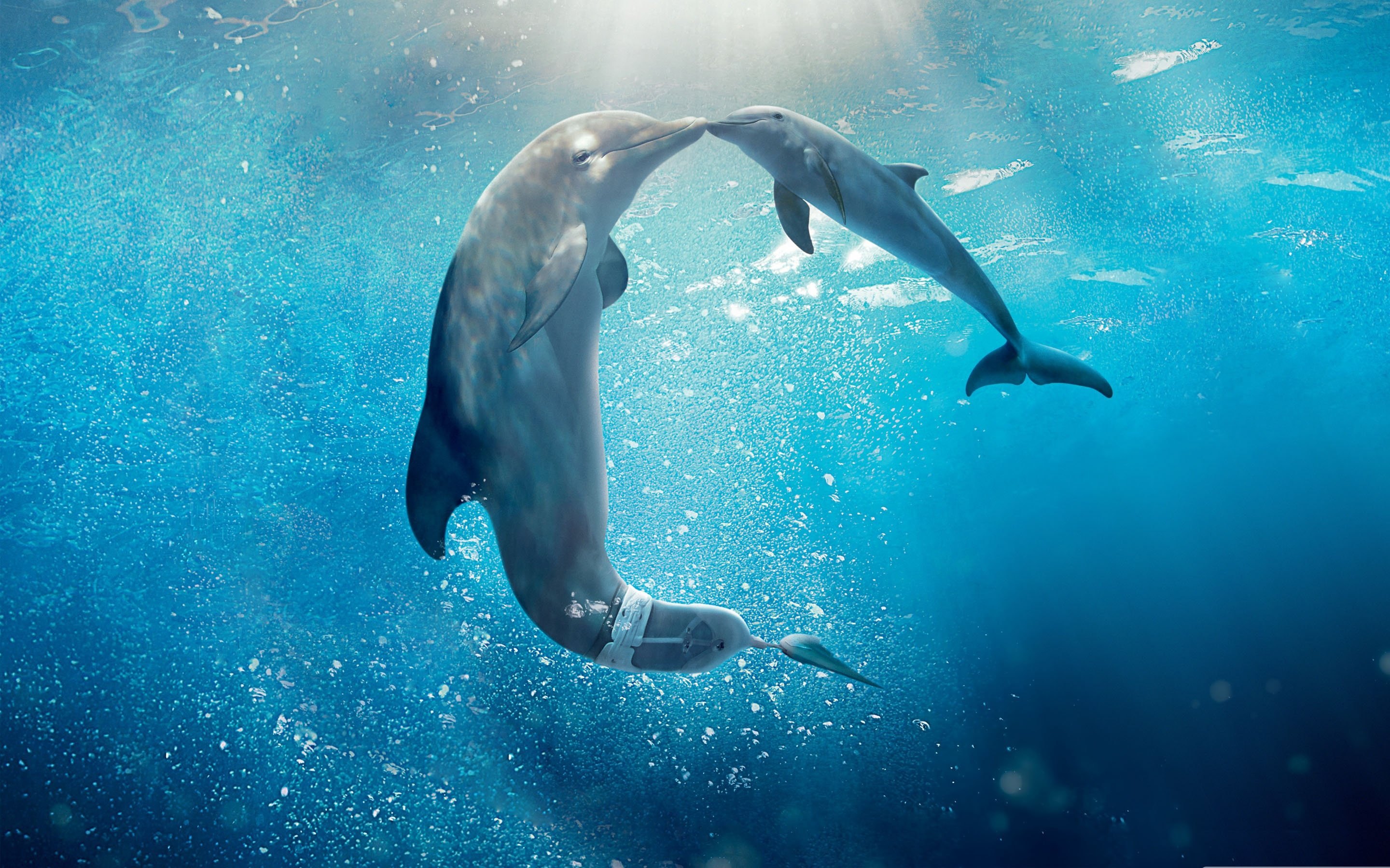 Дельфины с удовольствием разучивают. Дельфин Винтер. Дельфин Винтер история. Дельфин картинка.