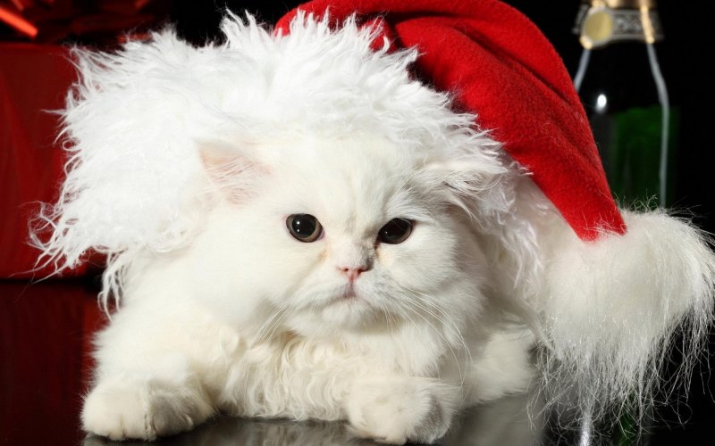 Новогодний котик