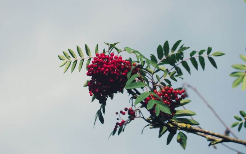 Природа ягоды