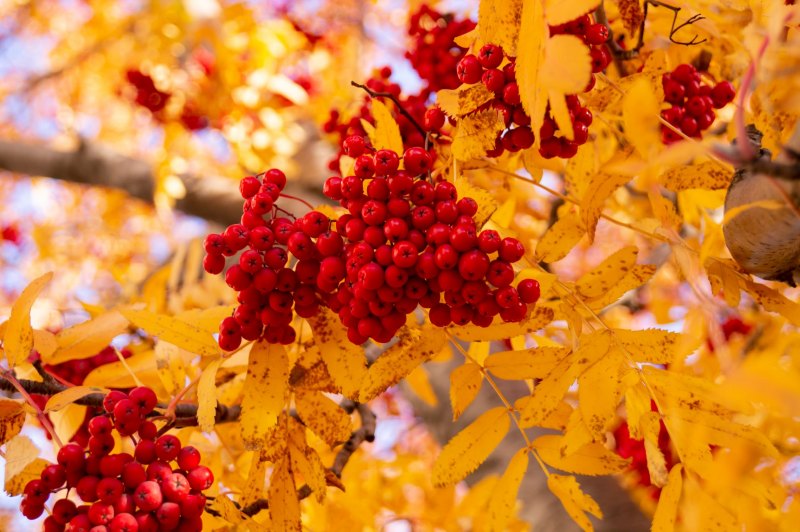 Красный цветок