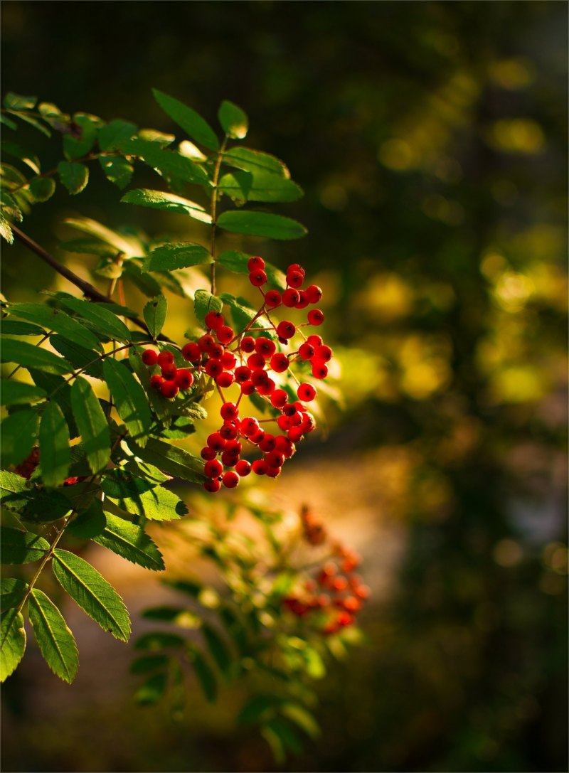 Осень рябина