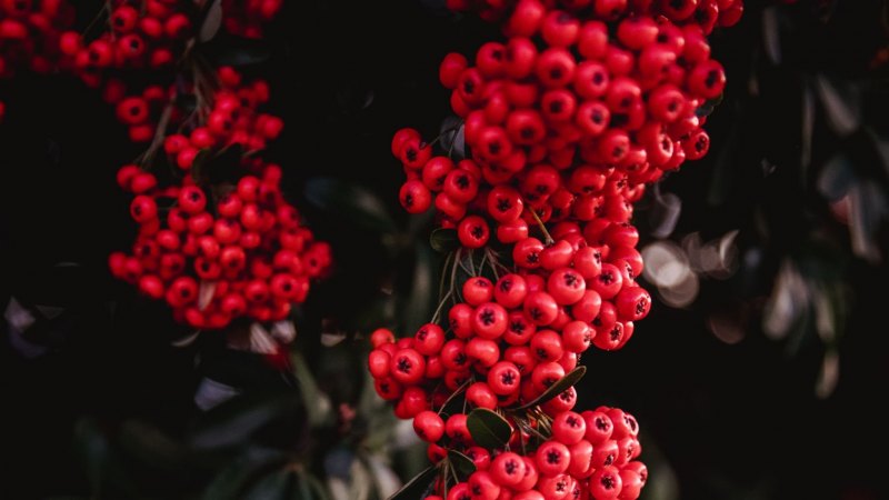 Кусты рябин туманней глубины