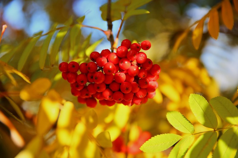 Осенняя ветка рябины