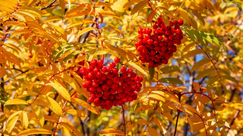 Рябина Мичуринская