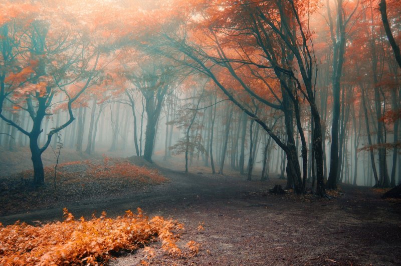Осенний лес
